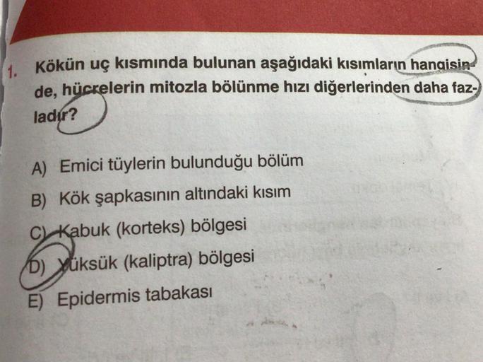 1. Kökün uç kısmında bulunan aşağıdaki kısımların hangisin
de, hücrelerin mitozla bölünme hızı diğerlerinden daha faz-
ladır?
A) Emici tüylerin bulunduğu bölüm
B) Kök şapkasının altındaki kısım
C) Kabuk (korteks) bölgesi
b) yüksük (kaliptra) bölgesi
E) Epi