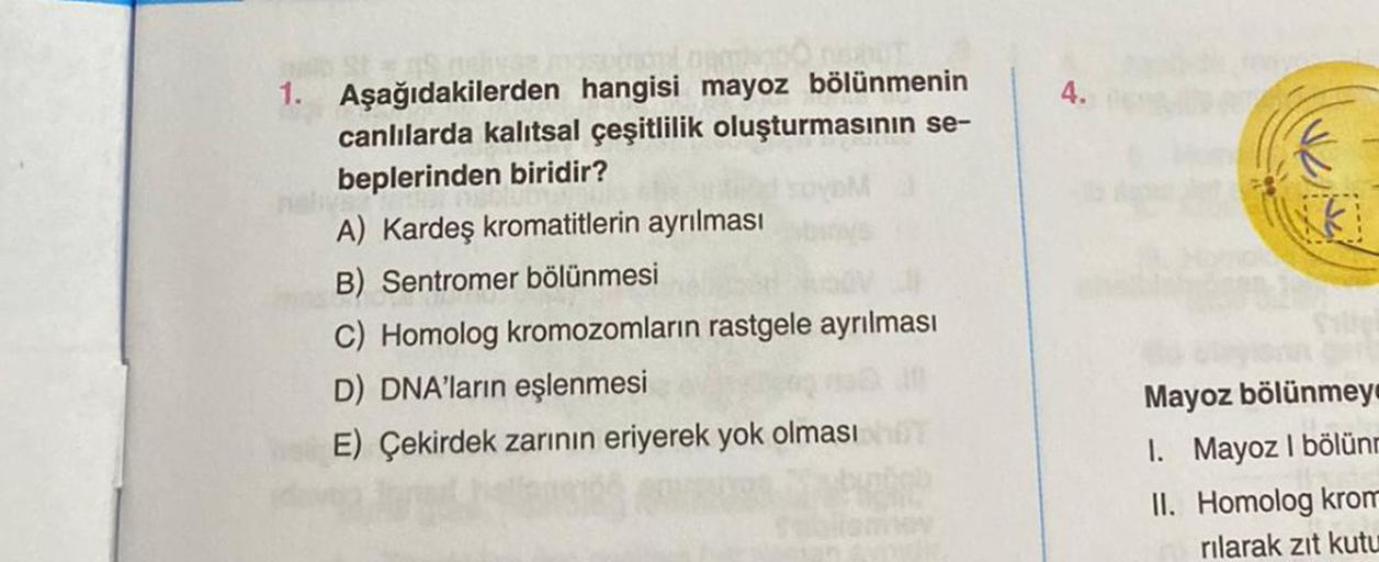 1. Aşağıdakilerden hangisi mayoz bölünmenin
canlılarda kalıtsal çeşitlilik oluşturmasının se-
beplerinden biridir?
A) Kardeş kromatitlerin ayrılması
B) Sentromer bölünmesi
C) Homolog kromozomların rastgele ayrılması
D) DNA'ların eşlenmesi
E) Çekirdek zarın