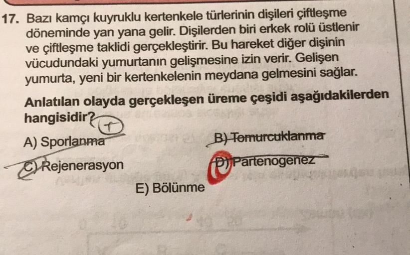 17. Bazı kamçı kuyruklu kertenkele türlerinin dişileri çiftleşme
döneminde yan yana gelir. Dişilerden biri erkek rolü üstlenir
ve çiftleşme taklidi gerçekleştirir. Bu hareket diğer dişinin
vücudundaki yumurtanın gelişmesine izin verir. Gelişen
yumurta, yen