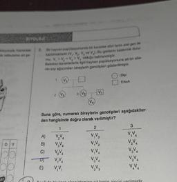 BIYOLOJI
Holayısıyla hücredeki 2.
alk retikuluma ait şe-
DIY
obl
Bir hayvan popülasyonunda bir karakter dört farklı alel gen ile
kalıtılmaktadır (V₁, V₂, V, ve V.). Bu genlerin baskınlık duru-
mu; V, > V₂ =V₂>V, olduğu belirlenmiştir.
Belirtilen karakterlerle ilgili hayvan popülasyonuna ait bir aile-
nin soy ağacından bireylerin genotipleri gösterilmiştir.
1 V.
2 V3
3
A)
B)
C)
2 4
DJ V,V₂
V₁V₁
(V₂)
V4
V₂
Buna göre, numaralı bireylerin genotipleri aşağıdakiler-
den hangisinde doğru olarak verilmiştir?
1
V₂V
V₂V4
3
2
V₁V3
V₁ V₂
O
V₁V₁
V₂V4
V₂V 3
: Dişi
: Erkek
3
V₁V₂
V₂V4
V₂V₁
V₂V4
V.V₁
pintomino git bocin zinciri verilmistir