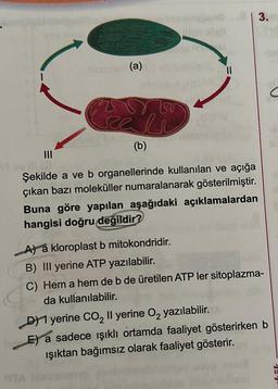 Nemo (a)
Prali
(b)
11
Şekilde a ve b organellerinde kullanılan ve açığa
çıkan bazı moleküller numaralanarak gösterilmiştir.
Buna göre yapılan aşağıdaki açıklamalardan
hangisi doğru değildir?
3.
A) a kloroplast b mitokondridir.
B) III yerine ATP yazılabilir.
C) Hem a hem de b de üretilen ATP ler sitoplazma-
da kullanılabilir.
D1 yerine CO₂ II yerine O₂ yazılabilir.
E) a sadece işıklı ortamda faaliyet gösterirken b
ışıktan bağımsız olarak faaliyet gösterir.