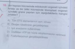 10. Bir hayvan hücresinde mitokondri organeli içindeki
krista ve bir bitki hücresinde kloroplast organeli
içindəki grana yapıları için aşağıdakilerin hangisi
ortaktır?
A) Tüm ETS elemanlarının aynı olması
B) Oksijen tüketiminin gerçekleşmesi
C) Işık enerjisinin kullanılması
D) Ürettikleri ATP'nin hücre sitoplazmasına verilmesi
E) Fosforilasyonun gerçekleştirilmesi