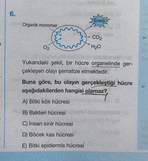 6.
Organik monomer
0₂
Enerji
CO₂
H₂O
(0
B
Yukarıdaki şekil, bir hücre organelinde ger-
çekleşen olayı şematize etmektedir.
Buna göre, bu olayın gerçekleştiği hücre
aşağıdakilerden hangisi olamaz?
A) Bitki kök hücresi
B) Bakteri hücresi
C) İnsan sinir hücre
