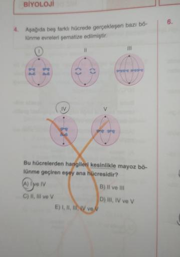 BİYOLOJİ
4. Aşağıda beş farklı hücrede gerçekleşen bazı bő-
lünme evreleri şematize edilmiştir.
IV
11
()
Bu hücrelerden hangileri kesinlikle mayoz bö-
lünme geçiren eşey ana hücresidir?
(A) I've IV
B) II ve III
C) II, III ve V
D) III, IV ve V
E) I, II, III