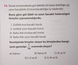 10. Tavuk ve horozlarda gül ibiklilik (G) balta ibikliliğe (g),
uzun bacaklılık (U) kısa bacaklılığa (u) baskındır.
Buna göre gül ibikli ve uzun bacaklı heterozigot
bireyler çaprazlandığında,
I. Gülibik-kısa bacaklı tavuk
II. Gülibik-uzun bacaklı horoz
III. Balta ibik-kisabacaklı horoz
IV. Balta ibik-uzun bacaklı tavuk
fenotipinde bireyler oluşur bu bireylerden hangi-
sinin genotipi oranında oluşur?
A) Yalnız I
B) Yalnız III
D) I, II ve IV
C) III ve IV
E) II, III ve IV