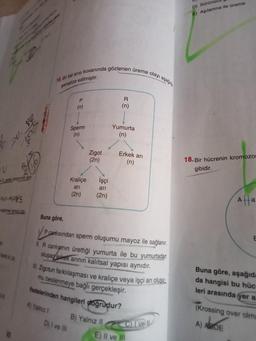 U
Kangumumny
S
mes sonucu foo
16. Bir bal anısı kovanında gözlenen üreme olayı aşağıda
şematize edilmiştir.
P
(n)
A) Yalnız I
Sperm
(n)
Kraliçe
ari
(2n)
D) I ve III
Zigot
(2n)
İşçi
ari
(2n)
R
(n)
Buna göre,
Pan
P canlısından sperm oluşumu mayoz ile sağlanır.
Yumurta
(n)
II. R canlışının ürettiği yumurta ile bu yumurtadan
oluşan erkek arının kalıtsal yapısı aynıdır.
Erkek arı
(n)
Zigotun farklılaşması ve kraliçe veya işçi arı oluşu
mu beslenmeye bağlı gerçekleşir.
ifadelerinden hangileri doğrudur?
B) Yalnız II
Civell
E) Il ve Ill
D) Sürünüdü
E) Aşılanma ile üreme
18. Bir hücrenin kromozor
gibidir.
Affa
E
Buna göre, aşağıda
da hangisi bu hüc
leri arasında yer a
(Krossing over olma
A) ABDE