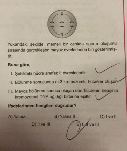 Yukarıdaki şekilde, memeli bir canlıda sperm oluşumu
sırasında gerçekleşen mayoz evrelerinden biri gösterilmiş-
tir.
Buna göre,
1. Şekildeki hücre anafaz II evresindedir.
II. Bölünme sonucunda n-3 kromozomlu hücreler oluşur
III. Mayoz bölünme sonucu oluşan