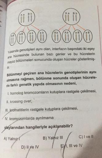 1.
A a
Bb
1111
tir.
AOO
DAS
A) Yalnız
400
A a
ab
5000 0000
Yukarıda genotipleri aynı olan, interfazın başındaki iki eşey
ana hücresinde bulunan bazı genler ve bu hücrelerin
mayoz bölünmeleri sonucunda oluşan hücreler gösterilmiş-
Bb
olaylarından hangileriy