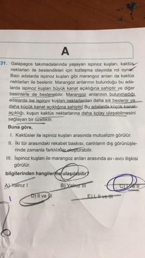 A
31. Galapagos takımadalarında yaşayan ispinoz kuşları, kaktüş
nektarları ile beslendikleri için tozlaşma olayında rol oynar.
Bazı adalarda ispinoz kuşları gibi marangoz arıları da kaktüs
nektarları ile beslenir. Marangoz arılarının bulunduğu bu ada-
lard