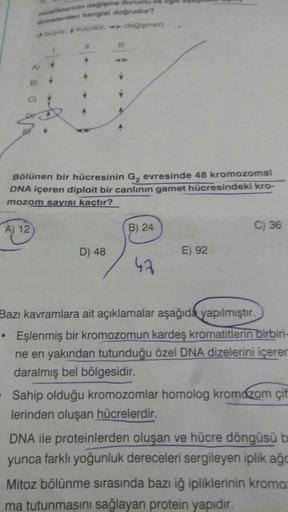 A) 12
niceliklerinin değişme durumu ile
firmelerden hangisi doğrudur?
(A büyür, küçülür, değişmez)
A) Y
Bölünen bir hücresinin G₂ evresinde 48 kromozomal
DNA içeren diploit bir canlının gamet hücresindeki kro-
mozom sayısı kaçtır?
●
11
D) 48
B) 24
BR
47
E)