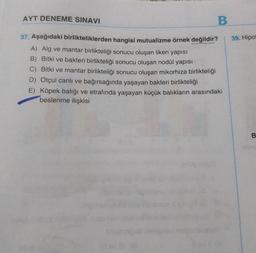 AYT DENEME SINAVI
37. Aşağıdaki birlikteliklerden hangisi mutualizme örnek değildir?
A) Alg ve mantar birlikteliği sonucu oluşan liken yapısı
B) Bitki ve bakteri birlikteliği sonucu oluşan nodül yapısı
C) Bitki ve mantar birlikteliği sonucu oluşan mikorhiza birlikteliği
B
D) Otçul canlı ve bağırsağında yaşayan bakteri birlikteliği
E) Köpek balığı ve etrafında yaşayan küçük balıkların arasındaki
beslenme ilişkisi
39. Hipot
B