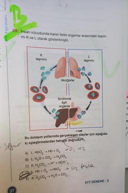Prf Yayınları
29. İnsan vücudunda kanın farklı organlar arasındaki taşını-
mi K ve L olarak gösterilmiştir.
SAynur
37
K
taşınımı
Akciğerler
Sindirimle
ilgili
organlar
taşınımı
Bu dolaşım yollarında gerçekleşen olaylar için aşağıda-
ki eşleştirmelerden hangisi doğrudur?
A) L: HbO₂ → Hb + 0₂ 0₂ az
B) L: H₂O + CO₂ → H₂CO3
C) K: H₂CO3 → H+ + HCO 3
D: Hb + 0₂ → HbO₂ O₂ fala
E) K: H₂CO3 → H₂O + CO₂
2
AYT DENEME-2
la
ar
t
er
n
N