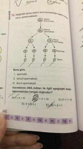 eşey
an-
c
142
karekök
N
12. Aşağıdaki şema sperm ana hücresinden sperm olu
munu göstermektedir.
A) > I > III
11
7 D 8
D) Il ve IV
D) II >II>1
LU
E
2n
2n
E) ve IV
Sperm
ana hücresi
Buna göre,
1. spermatit,
II. birincil spermatosit,
III. ikincil spermatosit