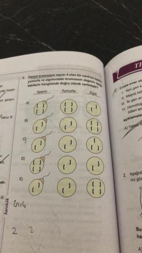 yapı kazan-
um şansını
Yalnız III
r:
mi
cek-
karekök
E)
sperm,
agag
9. Diploit kromozom sayısı 4 olan bir canlının
yumurta ve zigotundaki kromozom dağılımı a
dakilerin hangisinde doğru olarak verilmiştir?
B)
D)
9
2024
2 2
Sperm
Yumurta
(
( )
Zigot
TE
Cross