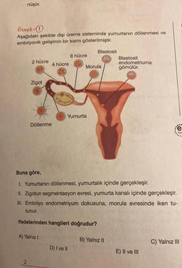 nüşür.
Örnek: (1)
Aşağıdaki şekilde dişi üreme sisteminde yumurtanın döllenmesi ve
embriyonik gelişimin bir kısmı gösterilmiştir.
2 hücre
Zigot
2
Döllenme
4 hücre
A) Yalnız I
8 hücre
Yumurta
ifadelerinden hangileri doğrudur?
Morula
D) I ve II
Blastosit
Buna göre,
I. Yumurtanın döllenmesi, yumurtalık içinde gerçekleşir.
II. Zigotun segmentasyon evresi, yumurta kanalı içinde gerçekleşir.
III. Embriyo endometriyum dokusuna, morula evresinde iken tu-
tunur.
Blastosit
endometriuma
gömülür.
B) Yalnız II
e
E) II ve III
Yay
C) Yalnız III