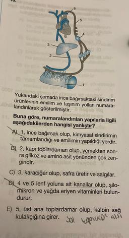 3
2
ACER
LA
Bes
EXTUR
1
0001 ame
brisent id
Yukarıdaki şemada ince bağırsaktaki sindirim
ürünlerinin emilim ve taşınım yolları numara-
Xlandırılarak gösterilmiştir.
geb Hq
Buna göre, numaralandırılan yapılarla ilgili
aslid jevn
aşağıdakilerden hangisi yanlıştır?
A) 1, ince bağırsak olup, kimyasal sindirimin
tamamlandığı ve emilimin yapıldığı yerdir.
B) 2, kapı toplardamarı olup, yemekten son-
ra glikoz ve amino asit yönünden çok zen-
gindir.
muyboa
C) 3, karaciğer olup, safra üretir ve salgılar.
B 4 ve 5 lenf yoluna ait kanallar olup, şilo-
mikron ve yağda eriyen vitaminleri bulun-
durur.
E) 5, üst ana toplardamar olup, kalbin sağ
kulakçığına girer. Solopuca alti
yemeyen bir insanda,