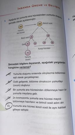 İNSANDA ÜREME
2n
Yumurta
ana hücresi
3. Aşağıda bir yumurta ana hücresinden yumurta oluşumu
şematik olarak açıklanmıştır.
İkincil oosit (n
Ootit n
VE
Yumurta
(ovum)
GELİŞME
2n Birincil oosit
83-1190
n
n
Kutup hücreleri
Şemadaki bilgilere dayanarak, aşağıdaki yargılardan
hangisine varılamaz?
Yumurta oluşumu sırasında sitoplazma bölünmesi
eşit olarak gerçekleşmez.
B Ootit gelişerek, bölünme olmaksızın yumurtayı
(ovum) oluşturur.
Bir yumurta ana hücresinden döllenmeye hazır bir
yumurta meydana gelir.
2n kromozomlu yumurta ana hücresi mayoz
bölünmeye hazırlanır ve birincil oosit adını alır.
E) Yumurta ana hücresi ikincil oosit ile aynı kalıtsal
şifreye sahiptir.
Fe
at
6