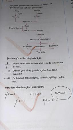 1.
Aşağıdaki şekilde insandaki üreme ve embriyonik
gelişmenin bazı safhaları gösterilmiştir.
A Bireyi
B Bireyi
Mayoz
Yumurta
Segmentasyon
Döllenme
↓
Zigot
↓
Morula
A II ve III
Ektoderm
Mayoz
Sperm
Blastula
Gastrula
Embriyonik tabakalaşma
"forms
D) I ve II
Şekilde gösterilen olaylarla ilgili,
Mezoderm
+
Yeni birey
Gastrula evresinden sonra hücrelerde farklılaşma
görülür.
t
II. Oluşan yeni birey genetik açıdan A ve B'nin
aynısıdır.
HH. Embriyonik tabakalaşma, kalıtsal çeşitliliğe neden
olur.
yargılarından hangileri doğrudur?
Endoderm
B I, II ve III
E) I ve III
C) Yalnız I
3.
As
ol