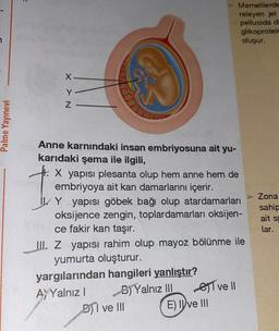 7
Palme Yayınevi
X Y N
Anne karnındaki insan embriyosuna ait yu-
karıdaki şema ile ilgili,
. X yapısı plesanta olup hem anne hem de
embriyoya ait kan damarlarını içerir.
Y yapısı göbek bağı olup atardamarları
oksijence zengin, toplardamarları oksijen-
Hece fakir kan taşır.
III. Z yapısı rahim olup mayoz bölünme ile
yumurta oluşturur.
yargılarından hangileri yanlıştır?
B) Yalnız III
AYYalnız I
Memelilerde
releyen jel
pellusida de
glikoproteir
oluşur.
DI ve III
eve ll
E) Il ve III
Zona
sahip
ait s
lar.