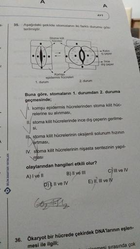 9-
BİLİM ANAHTARI YAYINLARI
36.
35. Aşağıdaki şekilde stomaların iki farklı durumu gös-
terilmiştir.
●
•
Stoma kilit
hücresi
Komşu
epidermis hücreleri
1. durum
A
2. durum
AYT
D), II ve IV
Kalin
iç çeper
Buna göre, stomaların 1. durumdan 2. duruma
geçmesind