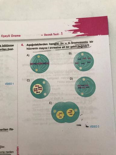 Eşeyli Üreme
z bölünme 4. Aşağıdakilerden hangisi 2n = 6 kromozomlu bir
erilen özel-
hücrenin mayoz I evresine ait bir şekil değildir?
VİDEO 1
erilen ifa-
ğlar.
sına neden
yınları
A)
feherva
» Destek Testi - 1
Those
het cas
C)
holigns
nabral D)
Shilla ever