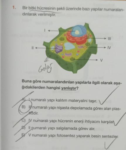 1. Bir bitki hücresinin şekli üzerinde bazı yapılar numaralan-
dırılarak verilmiştir.
→ IV
V
Golgr
Buna göre numaralandırılan yapılarla ilgili olarak aşa-
ğıdakilerden hangisi yanlıştır?
Anumaralı yapı kalıtım materyalini taşır.
B) numaralı yapı nişasta de