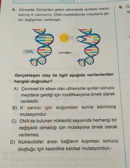 4. Görselde Güneş'ten gelen ultraviyole ışınlara maruz
kalmış K canlısının, DNA molekülünde meydana ge-
len değişimler verilmiştir.
DNA
Gerçekleşen olay ile ilgili aşağıda verilenlerden
hangisi doğrudur?
A) Çevresel bir etken olan ultraviyole ışınları sonucu
meydana geldiği için modifikasyona örnek olarak
verilebilir.
B) K canlısı için doğumdan sonra edinilmiş
mutasyondur.
C) DNA'da bulunan nükleotid sayısında herhangi bir
değişiklik olmadığı için mutasyona örnek olarak
verilemez.
D) Nükleotidler arası bağların kopması sonucu
oluştuğu için kesinlikle kalıtsal mutasyondur.
inain
Time
6. Ö-
ra