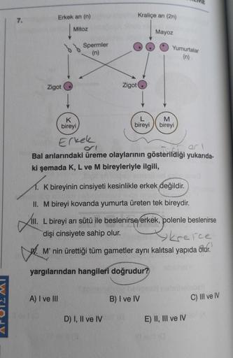 7.
Erkek an (n)
Zigot
Mitoz
Spermler
(n)
A) I ve III
Zigot
Kraliçe an (2n)
D) I, II ve IV
Mayoz
K
bireyi
Erkek
ar l
Bal arılarındaki üreme olaylarının gösterildiği yukarıda-
ki şemada K, L ve M bireyleriyle ilgili,
Yumurtalar
(n)
M
bireyi bireyi
K bireyini