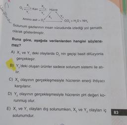 tayladr
C
02
Kan
X,
Hücre
Y₁
Y₂
CO, + H,O + NH
Amino asit + O₂
Solunum gazlarının insan vücudunda izlediği yol şematik
olarak gösterilmiştir.
X₂
do
Buna göre, aşağıda verilenlerden hangisi söylene-
mez?
A) X, ve Y, deki olaylarda O₂ nin geçişi basit difüzyonla
gerçekleşir.
B) Y 'deki oluşan ürünler sadece solunum sistemi ile atı-
lır.
C) X, olayının gerçekleşmesiyle hücrenin enerji ihtiyacı
karşılanır.
D) Y₂ olayının gerçekleşmesiyle hücrenin pH değeri ko-
2
runmuş olur.
E) X, ve Y, olayları dış solunumken, X₂ ve Y₂ olayları iç
2
solunumdur.
83