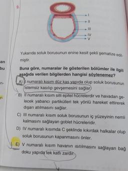 an
bu
n-
r-
9.
8
- 11
IV
V
Yukarıda soluk borusunun enine kesit şekli şematize edil-
miştir.
Buna göre, numaralar ile gösterilen bölümler ile ilgili
aşağıda verilen bilgilerden hangisi söylenemez?
A) I numaralı kısım düz kas yapıda olup soluk borusunun
istemsiz kasılıp gevşemesini sağlar)
B) Il numaralı kısım silli epitel hücrelerdir ve havadan ge-
lecek yabancı partikülleri tek yönlü hareket ettirerek
dışarı atılmasını sağlar.
C) III numaralı kısım soluk borusunun iç yüzeyinin nemli
kalmasını sağlayan goblet hücreleridir.
D) IV numaralı kısımda C şeklinde kıkırdak halkalar olup
soluk borusunun kapanmasını önler.
E) V numaralı kısım havanın ısıtılmasını sağlayan bağ
doku yapıda tek katlı zardır.