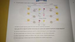 6.
Ali çeşitli çiçekler ve çiçek sapları ile aşağıdaki DNA modelini oluşturmuştur.
1. Zincir
Nergis
Papatya
Lale
Gül
Orkide Karanfil
Gül
Lale
2. Zincir
Papatya
Nergis
Ali DNA'nın kendini eşlemesi olayını da model üzerinde oluşturmak istemektedir.
Buna göre Ali'nin doğru bir şekilde oluşturacağı yeni modelle ilgili aşağıdaki ifadelerden hangisi doğrudur?
A) Ali ikinci zincirin karşısına içinde gül, karanfil ve lalenin bulunduğu bir zincir oluşturmalıdır.
B) Ali'nin oluşturacağı yeni modeli için nergis ve papatyadan üçer tane daha kullanacaktır.
C) Ali'nin oluşturacağı modelin son halinde 4 lale, 4 gül, 2 orkide, 2 karanfil çiçeği bulunur.
D) Ali ilk oluşturduğu modele 6 çiçek daha ilave ederek ikinci modelini oluşturacaktır.
8.