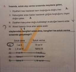 6. İnsanda, soluk alıp verme sırasında meydana gelen,
1. Diyafram kası kasılarak karın boşluğuna doğru iner.
II. Kaburgalar arası kaslar kasılarak göğüs boşluğunu dışarı
doğru çeker.
III. Diyafram kası yukarı doğru kubbeleşir ve akciğer basıncı artar.
IV. Alveol basıncı önce artar sonra azalır.
olaylarından hangileri soluk alma, hangileri ise soluk verme
sırasında gerçekleşir?
B)
C)
-D)
E)
Soluk alma
I ve Il
I, II ve IV
Il ve IV
Yalnız
Yalnız II
Soluk verme
III ve IV
Yalnız III
I ve III
II, III ve IV
I, III ve IV