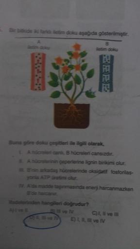 Bir bitkide iki farki iletim doku aşağıda gösterilmiştir.
B
iletim doku
A
illettim dick
Buna göre doku çeşitleri ile ilgili olarak,
IL A hücreleri canli, B hücreleri cansızdır.
IL A hücrelerinin çeperlerine lignin birikimi olur.
IIIL B'nin arkadaş hücreler