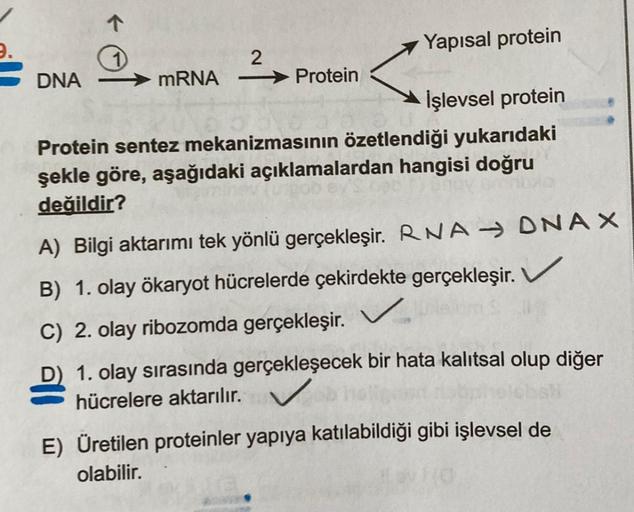 DNA
↑
1
mRNA
2
→Protein
-
Yapısal protein
İşlevsel protein
Protein sentez mekanizmasının özetlendiği yukarıdaki
şekle göre, aşağıdaki açıklamalardan hangisi doğru
değildir?
A) Bilgi aktarımı tek yönlü gerçekleşir. RNA DNAX
B) 1. olay ökaryot hücrelerde çek