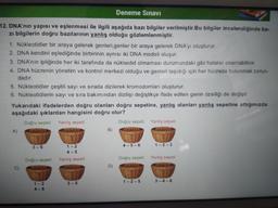 Deneme Sınavı
12. DNA'nın yapısı ve eşlenmesi ile ilgili aşağıda bazı bilgiler verilmiştir.Bu bilgiler incelendiğinde ba-
zı bilgilerin doğru bazılarının yanlış olduğu gözlemlenmiştir.
1. Nükleotidler bir araya gelerek genleri,genler bir araya gelerek DNA'yı oluşturur.
2. DNA kendini eşlediğinde birbirinin aynısı iki DNA modeli oluşur.
3. DNA'nın ipliğinde her iki tarafında da nükleotid olmaması durumundaki gibi hatalar onarılabilinir.
4. DNA hücrenin yönetim ve kontrol merkezi olduğu ve genleri taşıdığı için her hücrede bulunmak zorun-
dadır.
5. Nükleotidler çeşitli sayı ve sırada dizilerek kromozomları oluşturur.
6. Nükleotidlerin sayı ve sıra bakımından dizilişi değiştikçe ifade edilen genin özelliği de değişir.
Yukarıdaki ifadelerden doğru olanları doğru sepetine, yanlış olanları yanlış sepetine attığımızda
aşağıdaki şıklardan hangisini doğru olur?
Doğru sepeti Yanlış sepeti
Doğru sepeti Yanlış sepeti
A)
C)
1-2
4-5
Doğru sepeti Yanlış sepeti
3-6
1-2
4-6
3-5
B)
D)
4-5-6
Doğru sepeti
1-2-5
1-2-3
Yanlış sepeti
3-4-6