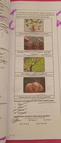 lar
ncefil
yan
gü canlilar ver
ates-
an
elmasi
otu
cesidi ve g
yanlıştır?
aşılama ve
asi,
rilmas
I ve II
i;
||
lişmesi yer
10. sınıf öğrencisi Sude "Bitkilerin vejetatif üremesinin in-
celenmesi" konulu proje ödevini hazırlarken çeşitli bitkilerin
vejetatif üremesini aşağıdaki gibi görselleştirmiştir.
Çilek bitkisinin sürünücü gövde ile üremesi
Menekşe bitkisinde kopan yapraktan yeni birey
oluşumu
nyeri birey
1.C 2.A
Elma ağacının aşılama ile üremesi
Patates bitkisinin yumru gövde ile üremesi
Buna göre görsellerdeki tüm üreme şekillerinden;
1. mitoz
II.
mayez,
dölleme,
farklılaşma
olaylarından hangileri ortak olarak görülür?
C) I ve IV
AYalnız I
B) Yalnız II
D) I, II ve III
E) II, III ve IV