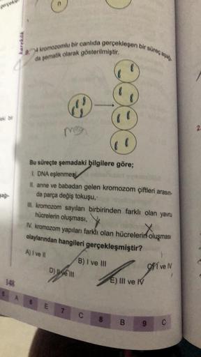 karekök
5 A
4 kromozomlu bir canlıda gerçekleşen bir süreç aşağ
da şematik olarak gösterilmiştir.
@
ma
Bu süreçte şemadaki bilgilere göre;
1. DNA eşlenmesi
Il. anne ve babadan gelen kromozom çiftleri arasın-
da parça değiş tokuşu,-
III. kromozom sayıları b