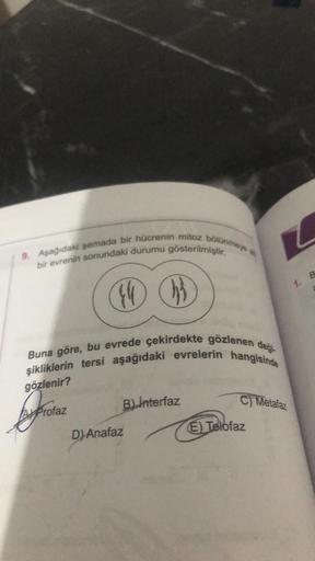 9. Aşağıdaki şemada bir hücrenin mitoz bölünmeye a
bir evrenin sonundaki durumu gösterilmiştir.
Ju }}
Buna göre, bu evrede çekirdekte gözlenen deği
şikliklerin tersi aşağıdaki evrelerin hangisinde
gözlenir?
baya
AX Profaz
B) Interfaz
D) Anafaz
Z
C) Metafaz