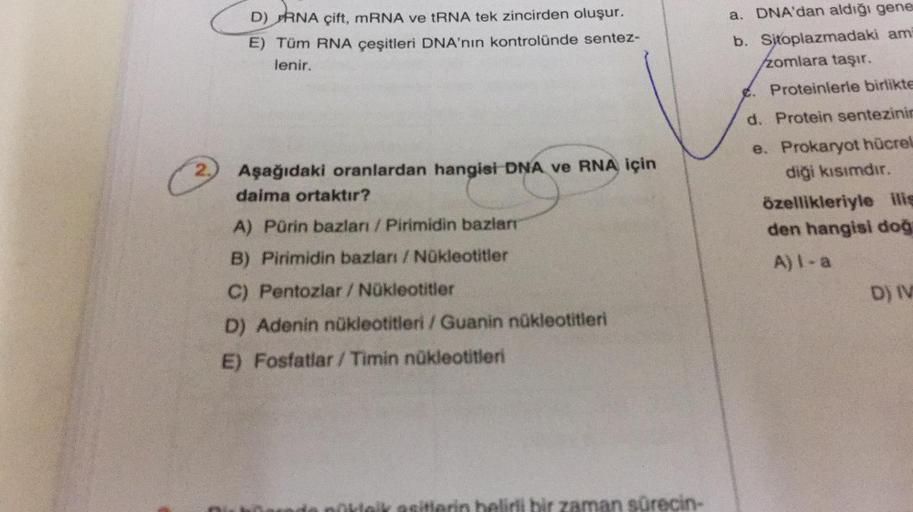 D) RNA çift, mRNA ve tRNA tek zincirden oluşur.
E) Tüm RNA çeşitleri DNA'nın kontrolünde sentez-
lenir.
Aşağıdaki oranlardan hangisi DNA ve RNA için
daima ortaktır?
A) Pürin bazları / Pirimidin bazları
B) Pirimidin bazları / Nükleotitler
C) Pentozlar / Nük