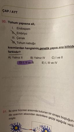 ÇAP / AYT
30. Tohum yapısına ait,
1. Endospem
Embriyo
III. Çenek
Tohum kabuğu
kısımlardan hangisinin genetik yapısı ana bitkide
farklıdır?
A) Yalnız II
D) I, II ve III
impany 08 08 of 08 03
B) Yalnız IV
unpob ialgner nebielelhav
MOE
nhalyonid neglen
C) I ve II
E) I, III ve IV
31. İki sinir hücresi arasında bulunan bir sinaps boşluğun-
da uyarının aksondan dentritlere geçişi aşağıda veril-
miştir.