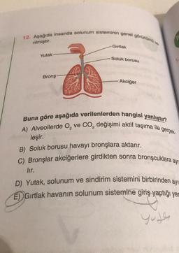 12. Aşağıda insanda solunum sisteminin genel görünümüy
rilmiştir.
Yutak
Bronş
Gırtlak
Soluk borusu
Akciğer
Buna göre aşağıda verilenlerden hangisi yanlıştır?
A) Alveollerde O, ve CO₂ değişimi aktif taşıma ile gerçek-
leşir.
B) Soluk borusu havayı bronşlara aktarır.
C) Bronşlar akciğerlere girdikten sonra bronşcuklara ayr
lır.
D) Yutak, solunum ve sindirim sistemini birbirinden ayır
E) Gırtlak havanın solunum sistemine giriş yaptığı yer
yule