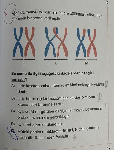 5. Aşağıda memeli bir canlının hücre bölünmesi sürecinde
gözlenen bir şema verilmiştir.
XX XX XX
K
L
M
Bu şema ile ilgili aşağıdaki ifadelerden hangisi
yanlıştır?
A) L'de kromozomların temas ettikleri noktaya kiyazma
denir.
B) L'de homolog kromozomların ka