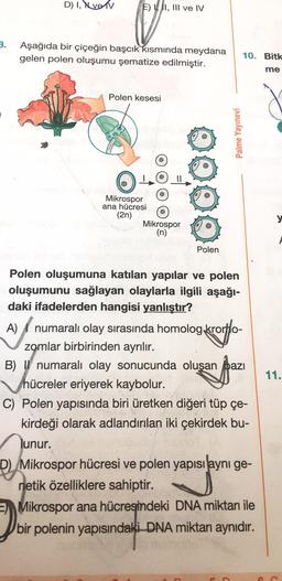 3.
D) I, ve
E) I, III ve IV
Aşağıda bir çiçeğin başcık kısmında meydana
gelen polen oluşumu şematize edilmiştir.
Polen kesesi
Mikrospor
ana hücresi
(2n)
●
●
●
Mikrospor
(n)
Polen
Palme Yayınevi
Polen oluşumuna katılan yapılar ve polen
oluşumunu sağlayan olaylarla ilgili aşağı-
daki ifadelerden hangisi yanlıştır?
10. Bitk
me
kroflo
A) numaralı olay sırasında homolog krom
zomlar birbirinden ayrılır.
B) numaralı olay sonucunda oluşan bazı
hücreler eriyerek kaybolur.
C) Polen yapısında biri üretken diğeri tüp çe-
kirdeği olarak adlandırılan iki çekirdek bu-
lunur.
D) Mikrospor hücresi ve polen yapısı aynı ge-
netik özelliklere sahiptir.
Mikrospor ana hücresindeki DNA miktarı ile
bir polenin yapısındaki DNA miktarı aynıdır.
11.