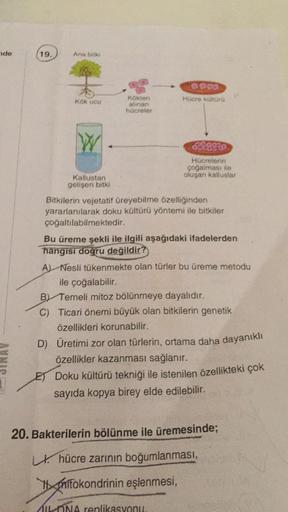 de
19.
Ana bitki
Kök ucu
W
Kallustan
gelişen bitki
Kökten
alınan
hücreler
Hücre küttürü
Hücrelerin
çoğalması ile
oluşan kalluslar
Bitkilerin vejetatif üreyebilme özelliğinden
yararlanılarak doku kültürü yöntemi ile bitkiler
çoğaltılabilmektedir.
Bu üreme ş