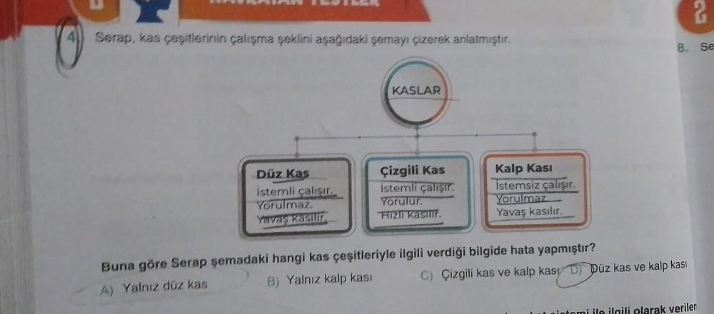 Serap, kas çeşitlerinin çalışma şeklini aşağıdaki şemayı çizerek anlatmıştır.
Düz Kas
istemli çalışır.
Yorulmaz.
Yavas Kasilir
KASLAR
Çizgili Kas
Istemli çalışır.
Yorulur.
Hizli Kasılır.
Kalp Kası
İstemsiz çalışır.
Yorulmaz.
Yavaş kasılır.
Buna göre Serap