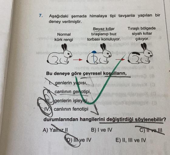 7.
Aşağıdaki şemada himalaya tipi tavşanla yapılan bir
deney verilmiştir.
Normal
kürk rengi
-
Beyaz kıllar
tıraşlanıp buz
torbası konuluyor.
637
A) Yalnız II
sombu nunuquinu
Bu deneye göre çevresel koşulların,
genlerin yapısı,
canlının genotipi,
Tıraşlı bö