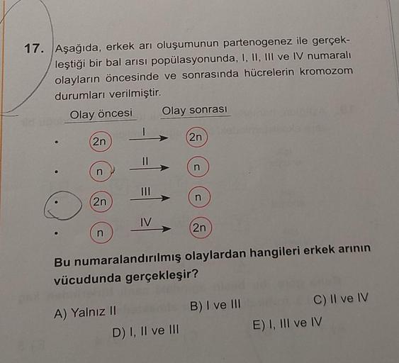 17. Aşağıda, erkek arı oluşumunun partenogenez ile gerçek-
leştiği bir bal arısı popülasyonunda, I, II, III ve IV numaralı
olayların öncesinde ve sonrasında hücrelerin kromozom
durumları verilmiştir.
Olay öncesi Olay sonrası
2n
n
2n
n
IV
A) Yalnız II
2n
D)