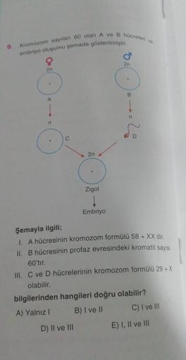 9.
Kromozom sayıları 60 olan A ve B hücreleri ve
embriyo oluşumu şemada gösterilmiştir.
9
2n
n
.
2n
Zigot
D) II ve III
Embriyo
2n
B
Şemayla ilgili;
1. A hücresinin kromozom formülü 58 + XX dir.
II. B hücresinin profaz evresindeki kromatit sayısı
60'tır.
II