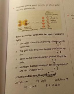 2. Aşağıdaki şekilde kapalı tohumlu bir bitkide polen
oluşumu gösterilmiştir.
1.
Polen ana
hücresi (2n)
(Mikrospor ana hücresi)
Polen
kesesi
-
Döller
çekirdek (n)
(Generatif çekirdek)
Tüp
çekirdeği (n)
Resimde verilen polen ve mikrospor yapıları ile
ilgili;
(Vejatatif
çekirdek)
A) Yalnız IV
Mikrospor Polen
Mikrospor hücresinde homolog kromozom çifti
nom
bulunmaz.
II. Tüp çekirdeği oluşurken kardeş kromatitler ay-
rılır.
D) I, II ve III
III. Döller ve tüp çekirdeklerinin genetik bilgisi ay-
nıdır.
IV Mikrospor hücresindeki gen çeşidi sayısı polen
ana hücresinden azdır.
yorumlarından hangileri yapılamaz?
B) I ve II
4. Aşa
ti v
C) I, II ve IV
E) II, III ve IV