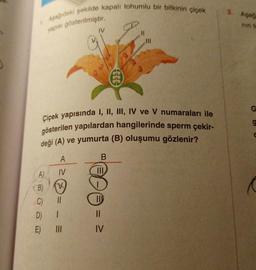 1. Aşağıdaki şekilde kapalı tohumlu bir bitkinin çiçek
yapısı gösterilmiştir.
Çiçek yapısında I, II, III, IV ve V numaraları ile
gösterilen yapılardan hangilerinde sperm çekir-
deği (A) ve yumurta (B) oluşumu gözlenir?
A)
B)
C)
D)
E)
A
IV
||
1
IV
III
B
III
11
||
IV
3. Aşağ
nin te
G
g
C